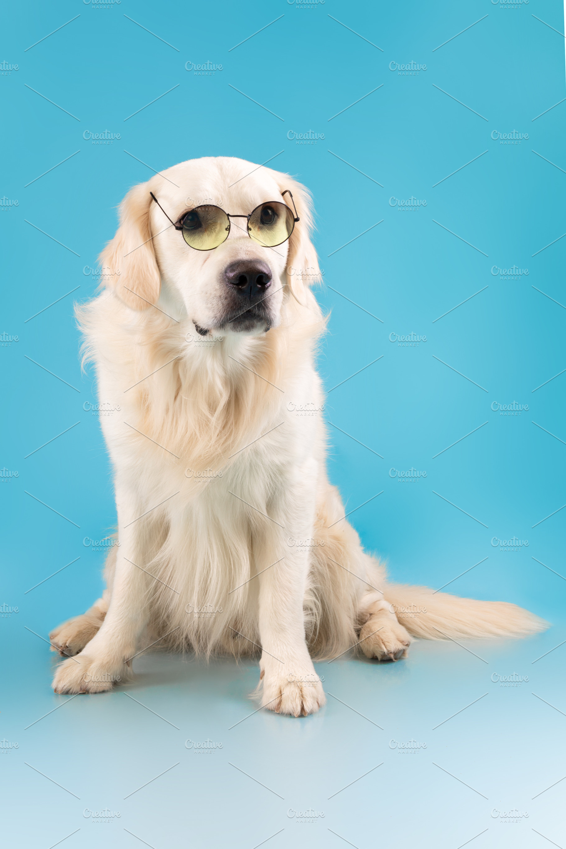 Portrait of cute healthy dog posing at blue studio wall, a Photo by Prostock-Studio