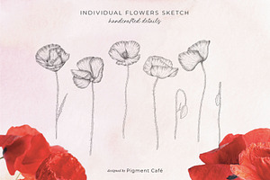 Sketch Pencil Poppy Flowers