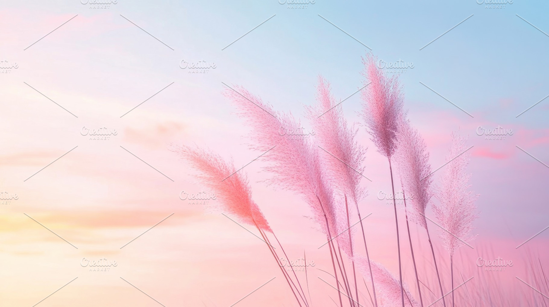 Soft pink grasses sway at sunset, a Photo by Beautiful things