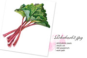 RHUBARB. Set of 4 watercolors., a Graphic by Marina.Markizova (Thumbnail 2 of 5)