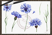 Cornflower illustration, an Illustration by DioFlow (Thumbnail 2 of 5)