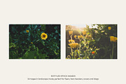 Garden Sunset | Photo Bundle, a Nature Photo by The Responsible Creatives (Thumbnail 10 of 11)
