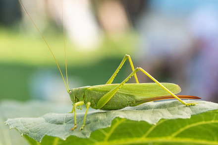 A green grasshopper on a large leaf, an Animal Photo by AlexBush