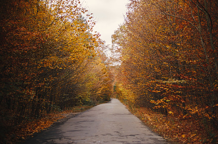 Beautiful autumn road in autumn woods. Autumnal background. Coun, a Nature Photo by Sonjachni