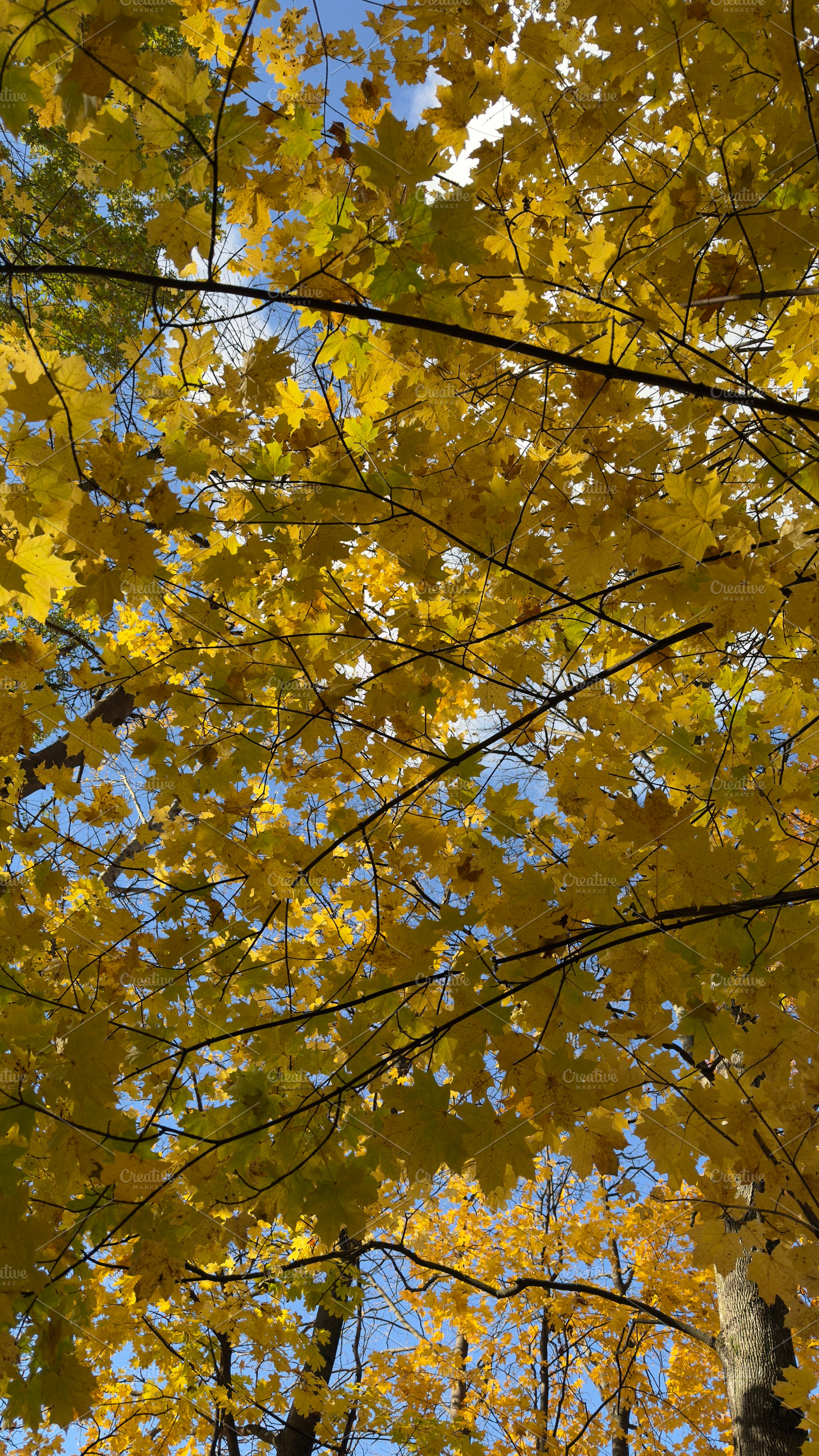 A view of vibrant yellow maple leaves against a blue sky, showcasing the beauty, a Nature Photo by Textures & Backgrounds