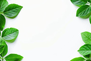 99 Frames of green leaves, a Nature Photo by Handmadefont (Thumbnail 60 of 100)