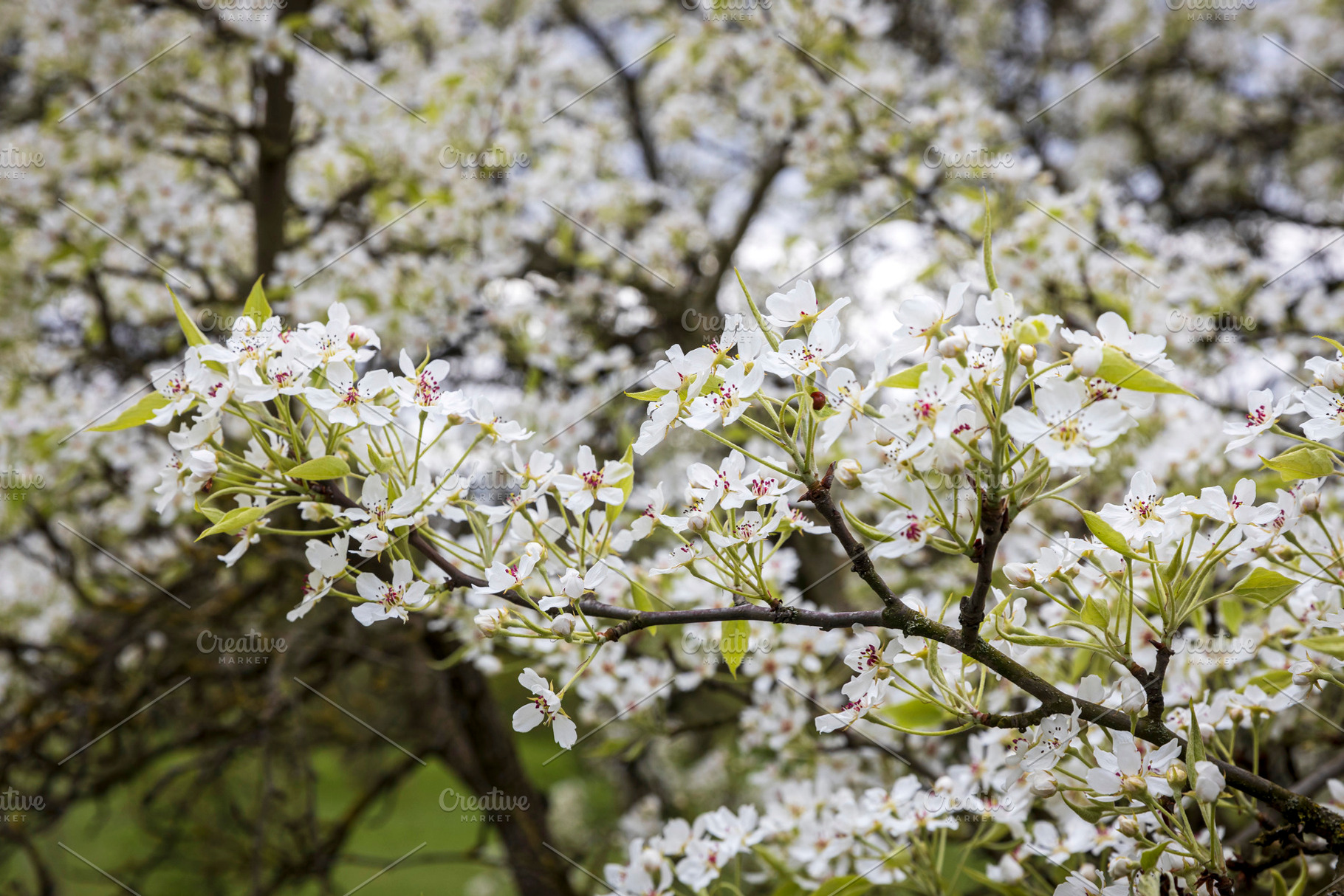 White pear blossoms blooming, a Nature Photo by Imaginarium