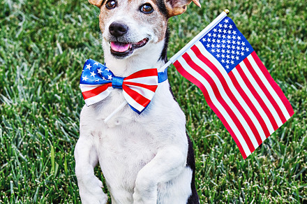 Dog posing with American flag