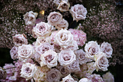 A Garden of Roses | Wedding, Events, a Nature Photo by Farewell (Thumbnail 24 of 41)