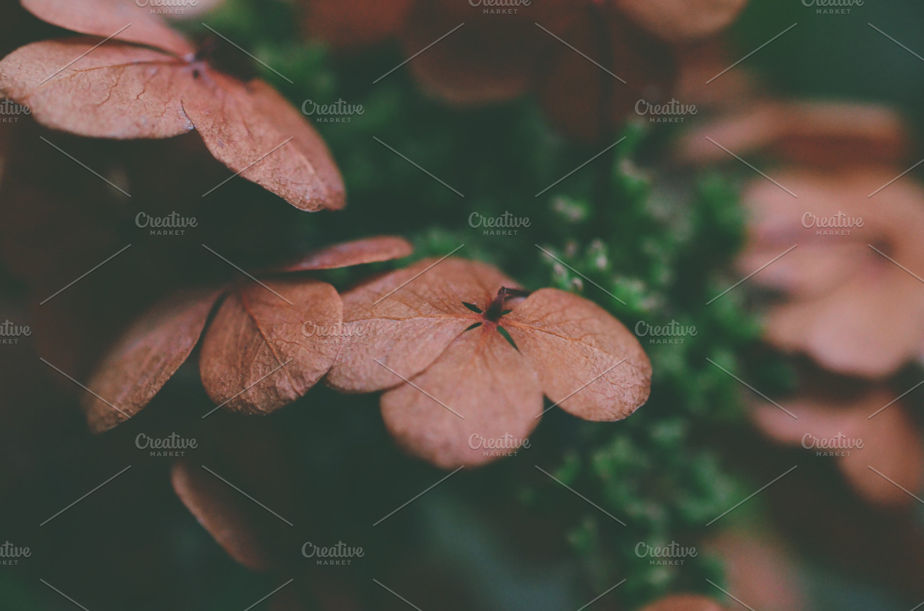 The awakening, a Nature Photo by MeHi