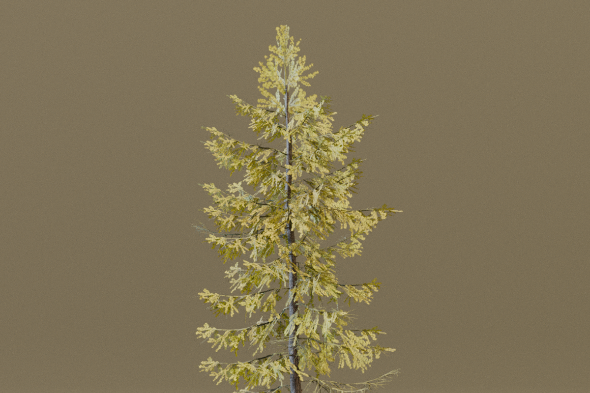 The European Larch Tree, a Plants & Tree 3D Model by FuturePastCreatives (Photo 8 of 9)