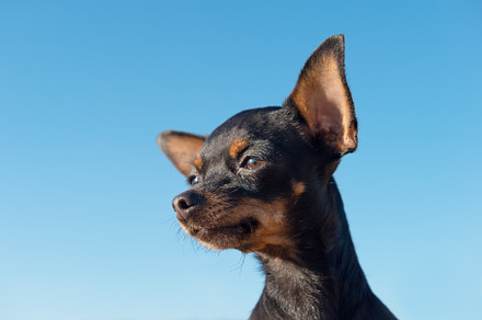 Head of a Russian Toy dog