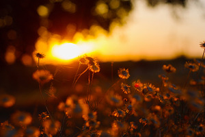 Flowers in sunset light featuring flowers, flower, and sunset