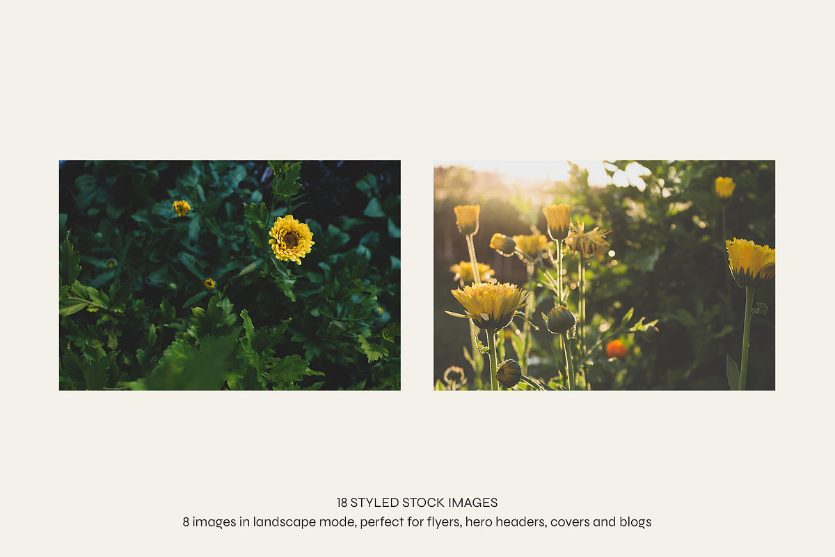 Garden Sunset | Photo Bundle, a Nature Photo by The Responsible Creatives (Photo 10 of 11)