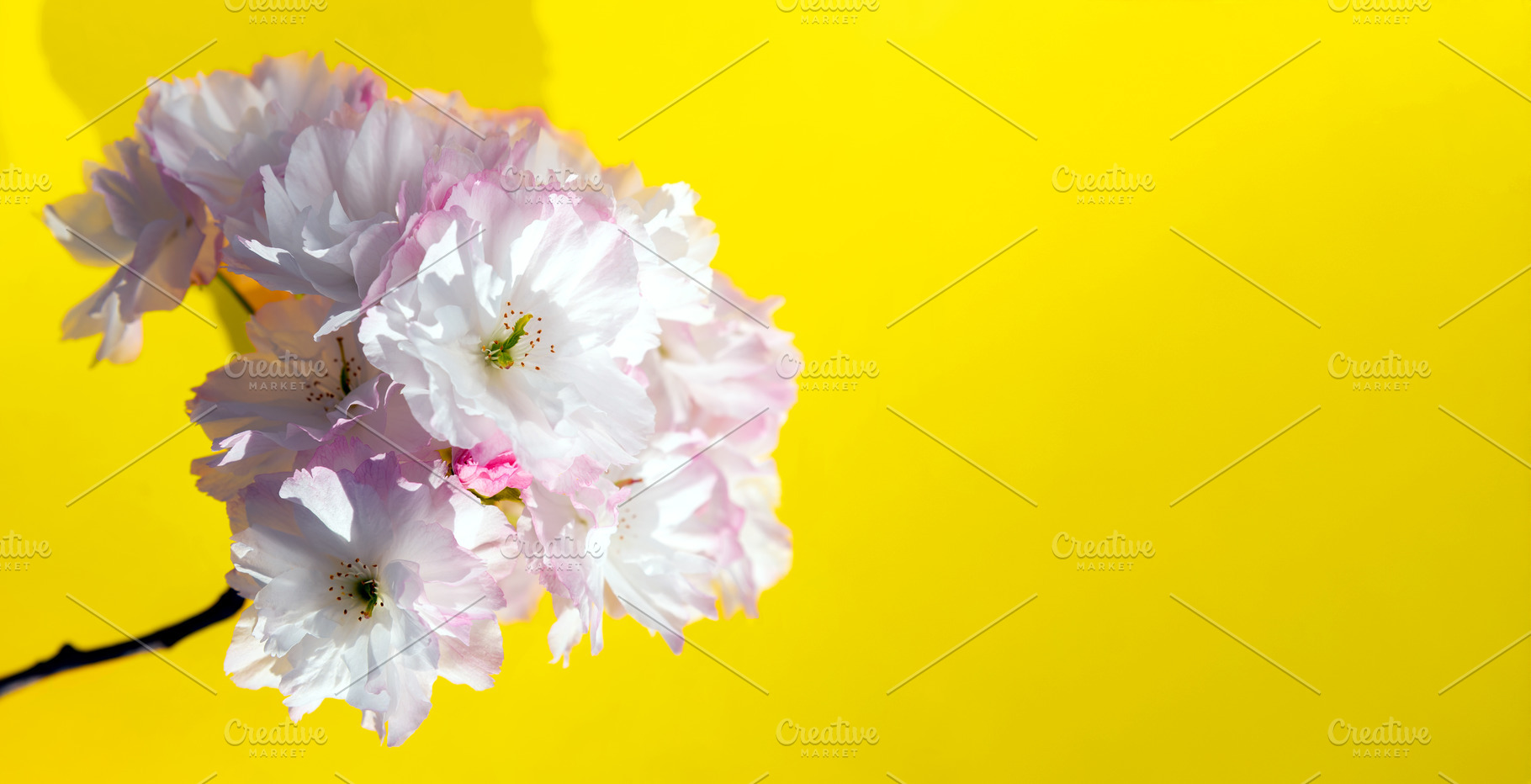 Delicate cherry blossom flowers with white and pink petals on a, a Nature Photo by Ales Munt