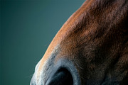 Macro Horse Muzzle, an Animal Illustration by StockVerse Creative (Thumbnail 4 of 4)