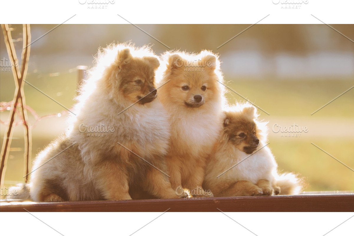 Three Young Red Puppy Pomeranian, a Graphic by Our Amazing World (Photo 1 of 2)