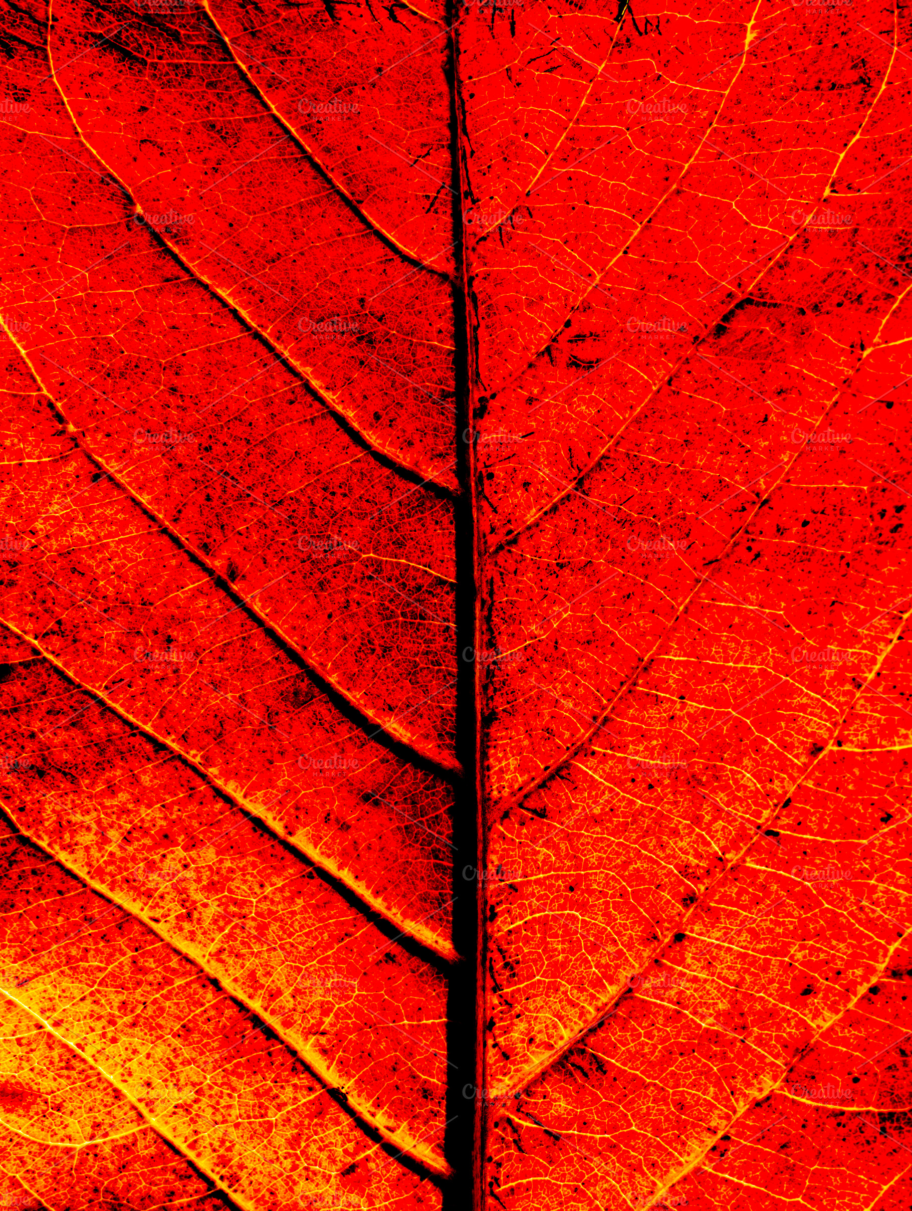 Autumn Leaf Background, an Abstract Photo by zhekos