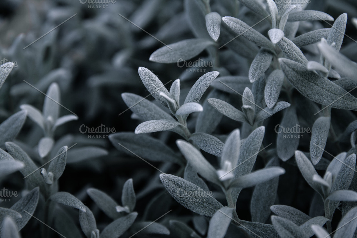Silver Succulents Photo Pack, a Templates & Theme by c l a r a X Y (Photo 5 of 5)
