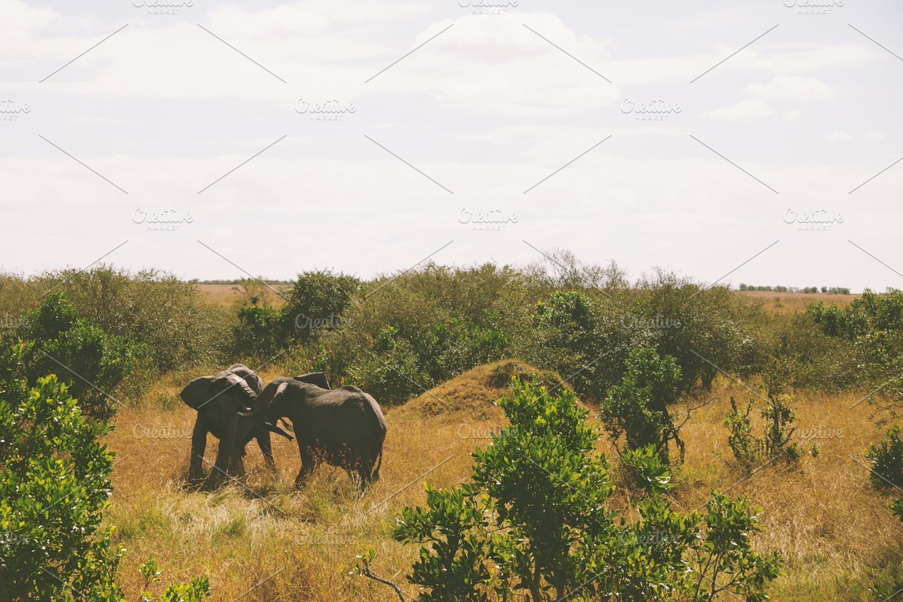 Two Elephants Playing Stock Photo