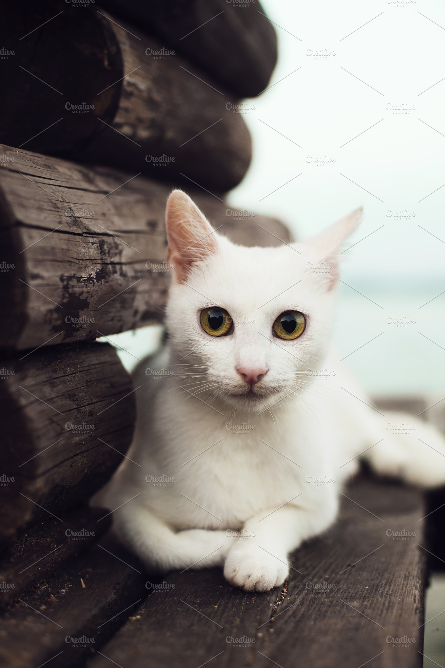 Cat on bridge