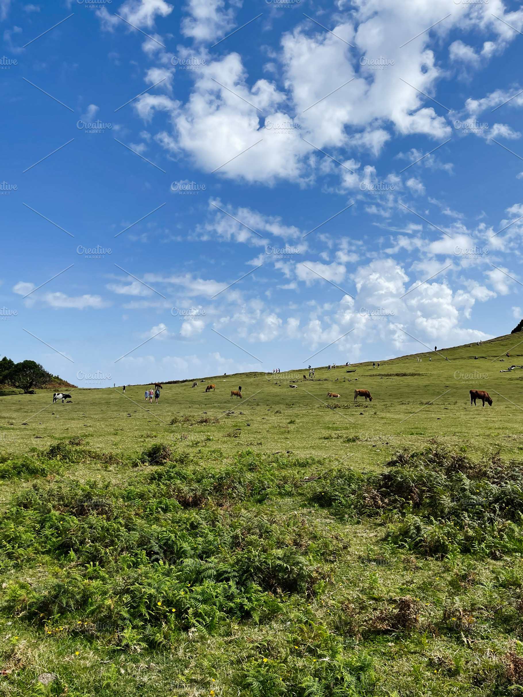 Hilly meadow in Madeira Portugal with cattle grazing under a bright blue sky, a Photo by AS photostudio