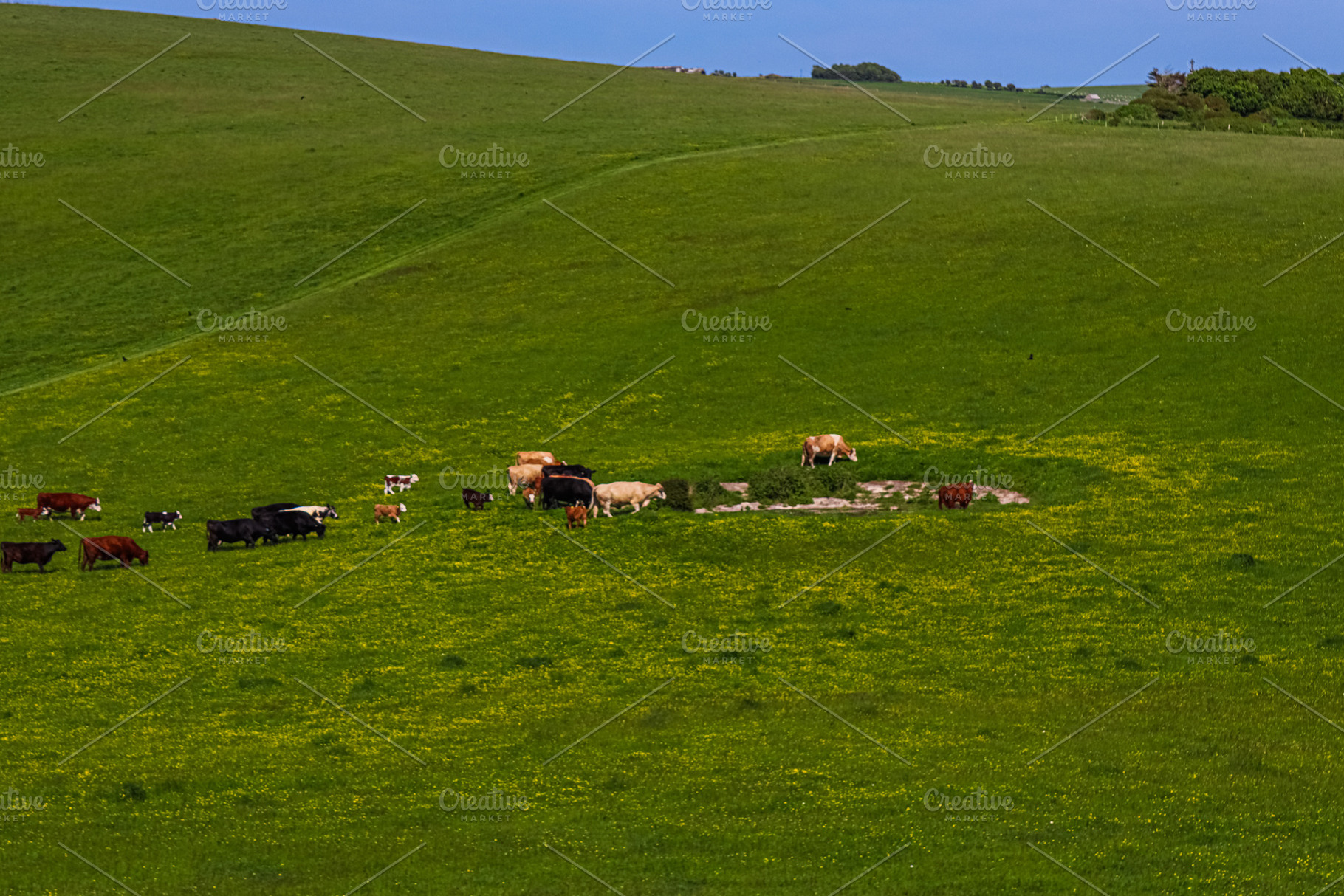 Livestock grazing on lush green farmland, cows and calves feedin, a Photo by Studio ANNA