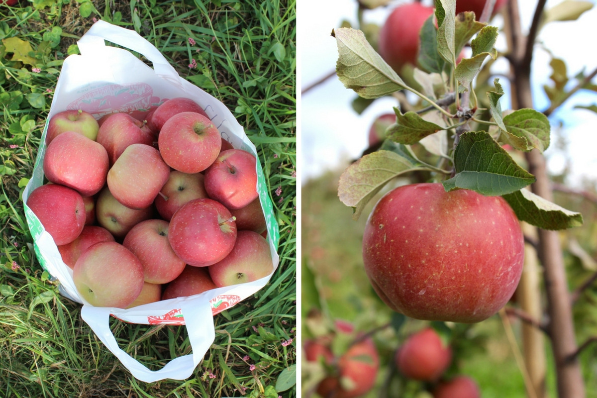 Fall Apple Picking - 10 Stock Photos, a Nature Photo by RIK Photography (Photo 2 of 8)
