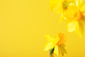 Yellow daffodil on yellow background containing daffodil, yellow, and