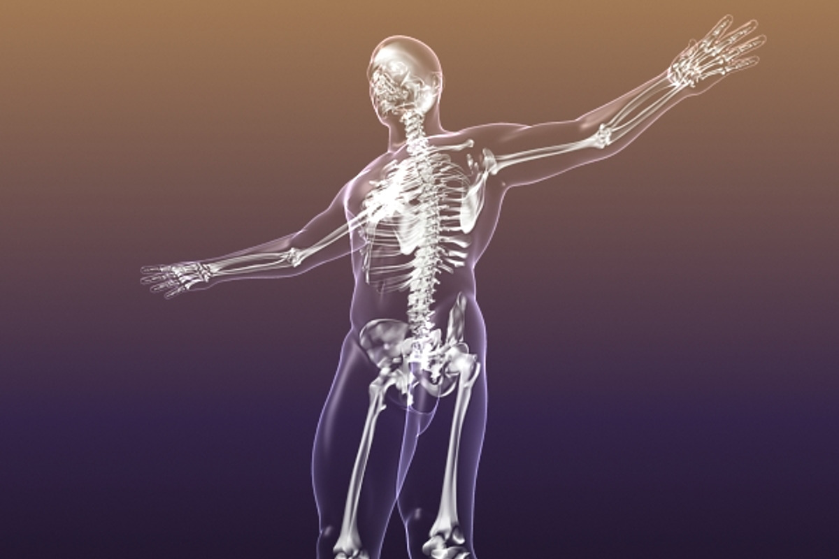 Human Skeleton in Body (X-Ray), a Characters & Person 3D Model by VisualCG (Photo 8 of 8)