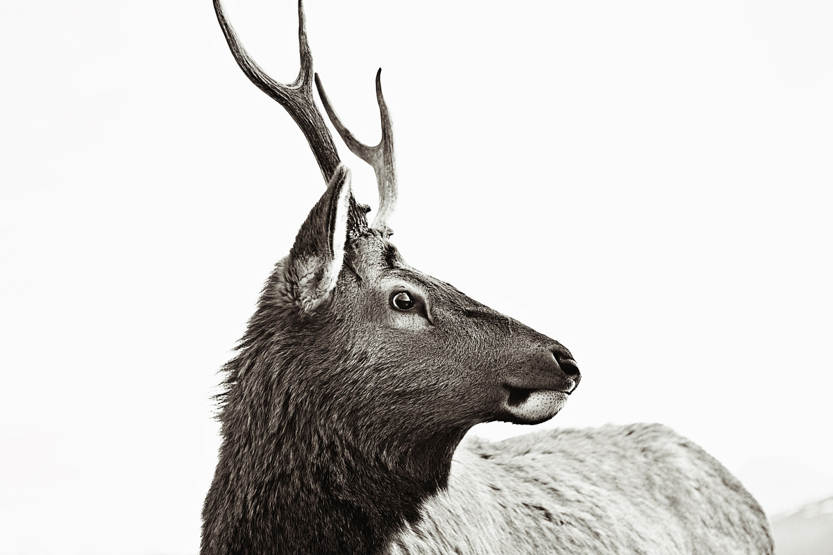 BLACK&WHITE PS ACTIONKIT #1 preview 4