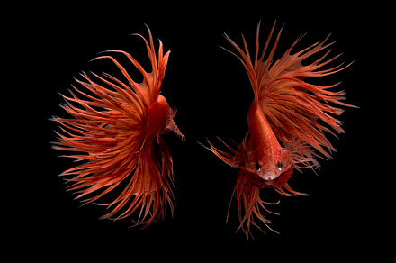 Crowntail betta fish containing abstract, action, and animal, an Animal Photo by Panomfolio