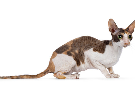 Cornish Rex cat on white background, an Animal Photo by Cat'chy Images by Nynke