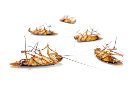 Close up group cockroach dead on whi stock photo containing cockroach and dead, an Animal Photo by yongkiet jitwattanatam