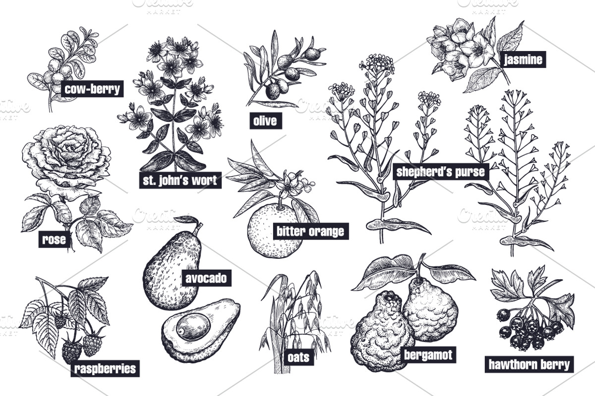 Medical plants. Big set., an Object Graphic by MarinaVorontsova (Photo 4 of 11)