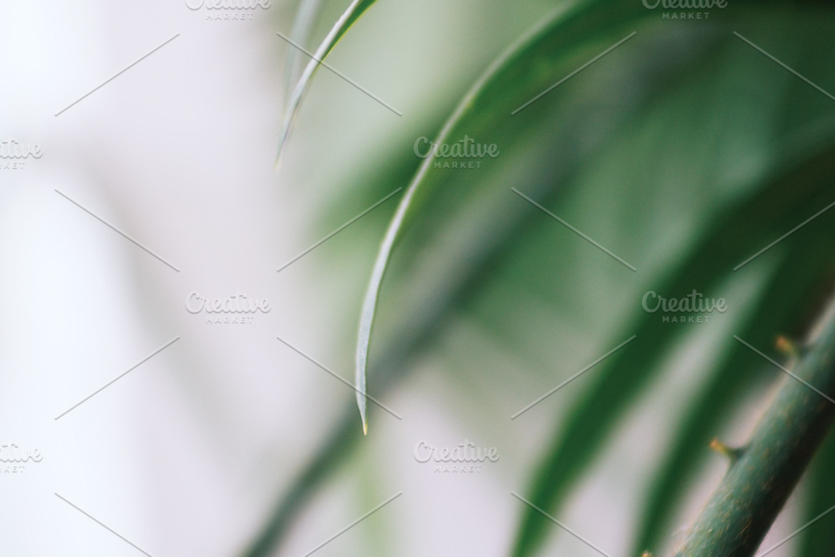 Palm Trees Photo Set, a Nature Photo by Nazar Hrabovyi (Photo 2 of 5)