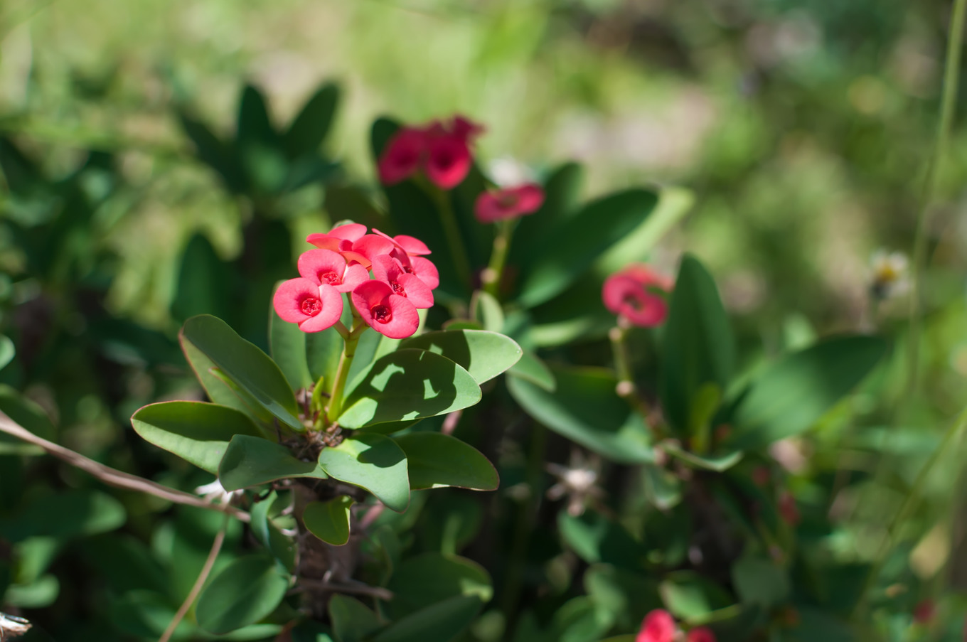 Gorgeous Euphorbia Milii flower. Legend associates it with the crown of ...