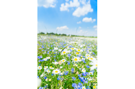 Blue cornflower flowers, a Nature Photo by Neirfy