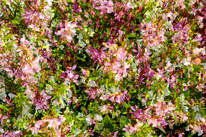 Double exposure flower texture
