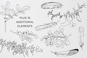 Birds of Africa Illustrations, a Decorative Illustration by CL Creative Studio (Thumbnail 11 of 14)