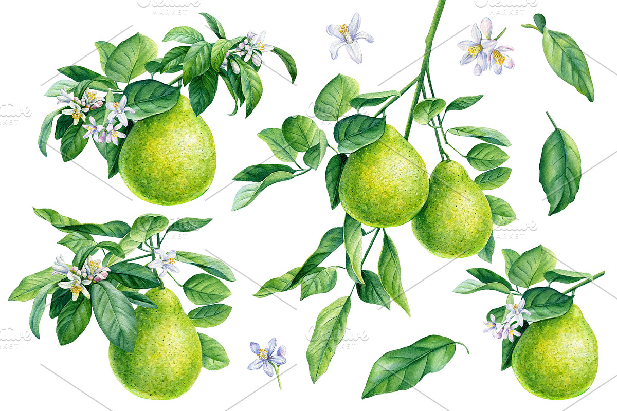 Watercolor fruits clipart, an Illustration by Hanna Hryharenka (Photo 10 of 14)