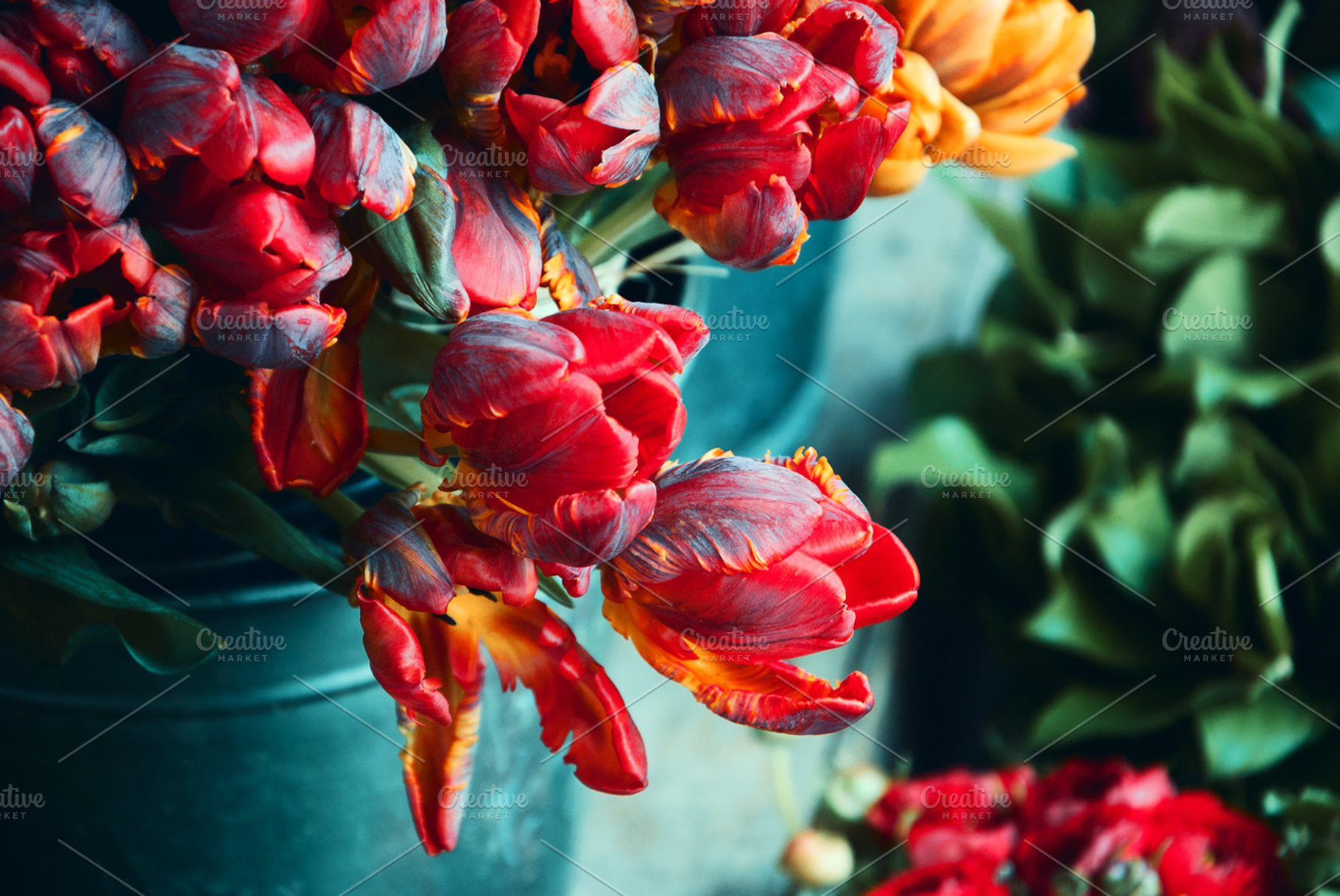 Colorful tulips featuring tulips, red, and blue, a Nature Photo by Elena Dijour Photography
