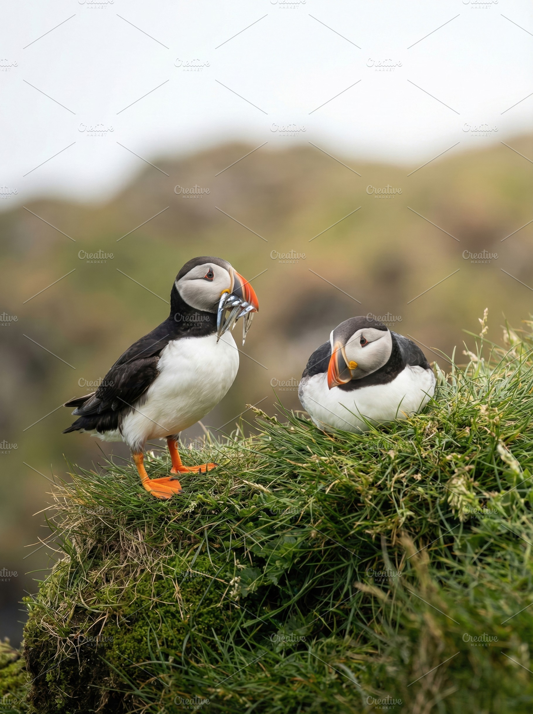 Atlantic Puffins with Fish Catch, an Animal Photo by Virgo Studio