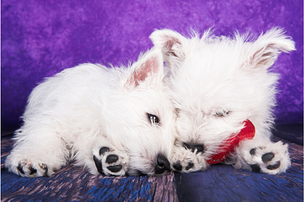 Two West Highland White Terrier dogs, an Animal Photo by COLORFUL