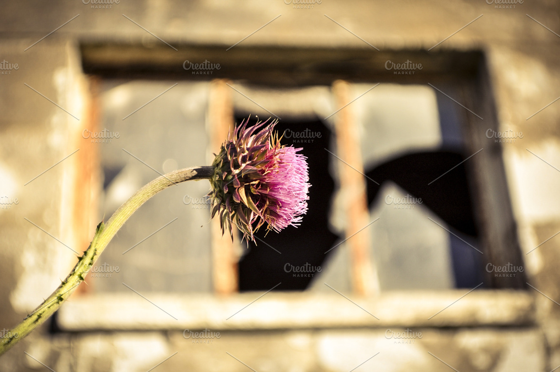 Weed Window