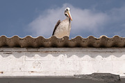 Lima, Peru – Vibrant Editorial Pack, a Photo by This For There (Thumbnail 12 of 14)