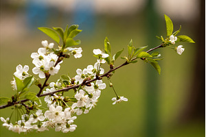 Blooming White Cherry Tree Branches