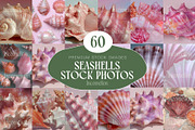 60 Aesthetic Seashells Stock Photos, a Nature Photo by Incomelion (Thumbnail 1 of 14)