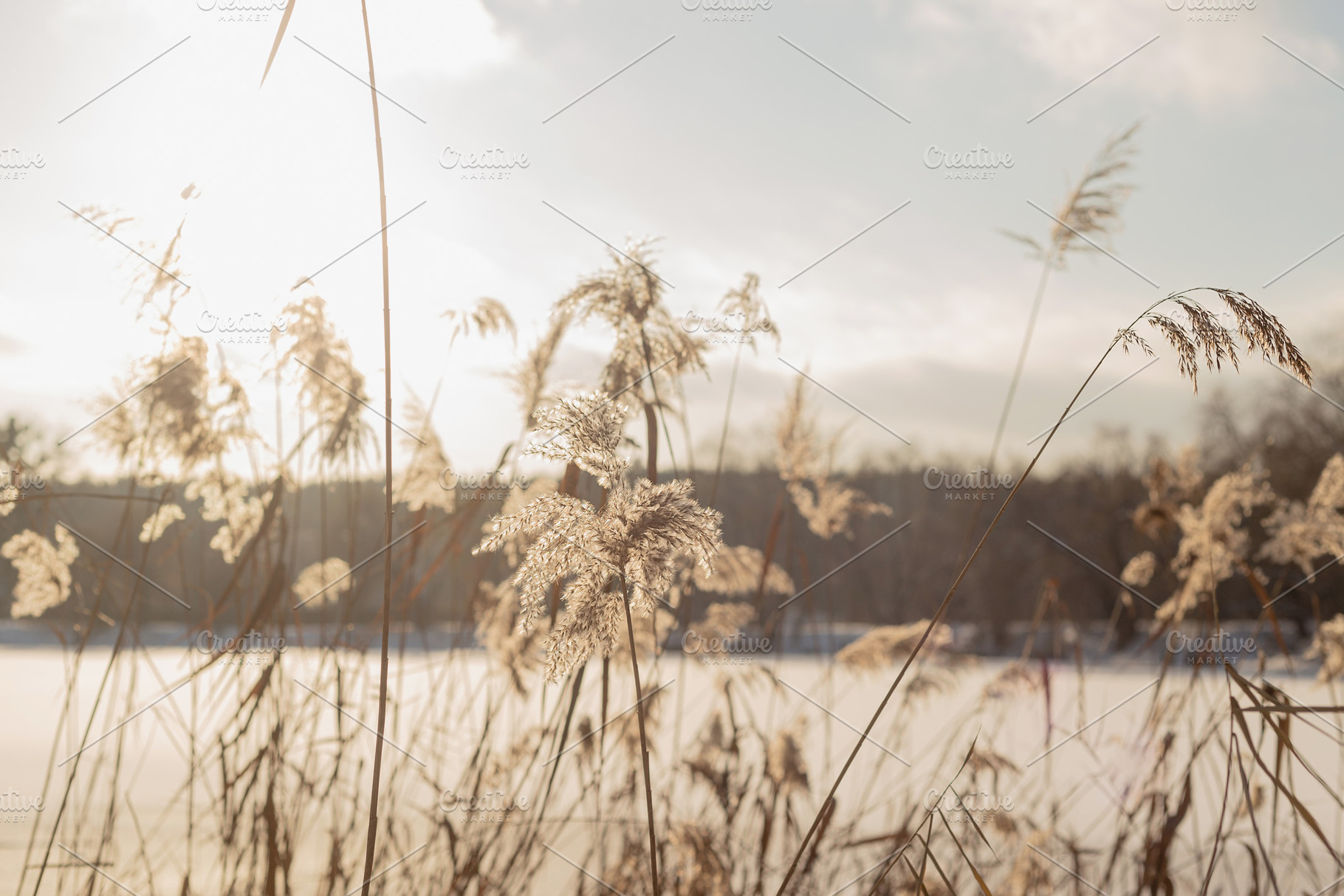 Winter landscape with pampass grass, a Nature Photo by Valeriia • Svitlini