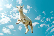 116 Flying animals, an Animal Photo by Handmadefont (Thumbnail 8 of 119)